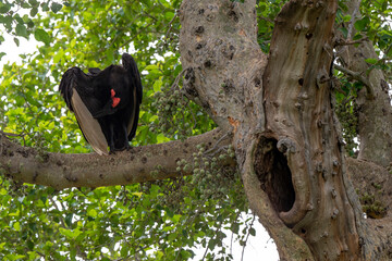 Bucorve du Sud, Grand calao terrestre, Nid, Bucorvus leadbeateri, Southern Ground Hornbill