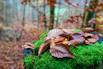 Herbst im Oberen Donautal bei Beuron