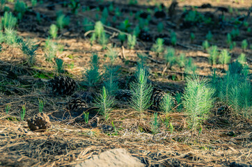 nature, grass, green, forest, tree, plant, water, spring, landscape, natural, field, wood, soil, dry, ground, sand, summer, environment, autumn, brown, path, desert, bush, outdoors, leaf