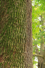 浜離宮庭園　樹木イメージ