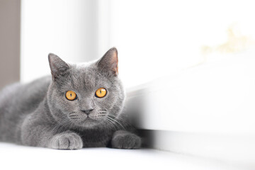 A grey cat is lying on the windowsill. British cat. Article about Pets. Copy space. Window sill advertising.
