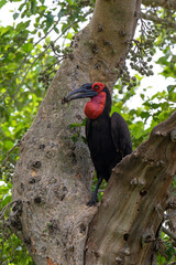 Bucorve du Sud, Grand calao terrestre, Nid, Bucorvus leadbeateri, Southern Ground Hornbill