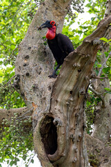 Bucorve du Sud, Grand calao terrestre, Nid, Bucorvus leadbeateri, Southern Ground Hornbill