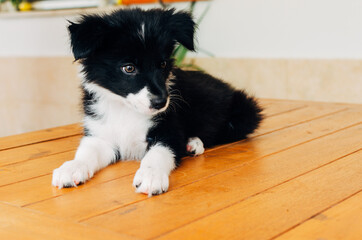 Portrait of a border Collie puppy. Puppy of 2 months.