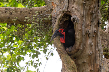 Bucorve du Sud, Grand calao terrestre, Nid, Bucorvus leadbeateri, Southern Ground Hornbill
