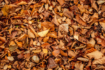 dried leaves walking in the forest