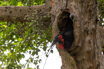 Bucorve du Sud, Grand calao terrestre, Nid, Bucorvus leadbeateri, Southern Ground Hornbill