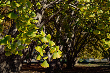 ginkgo trees in Japan 
