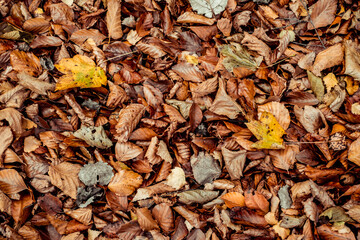 dried leaves walking in the forest