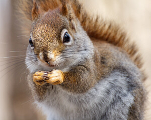 squirrel eating nut