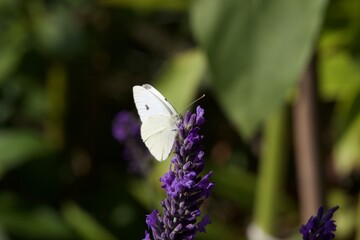 White butterfly on flower