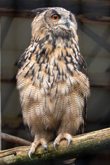 Owl -  one of the species of birds that you do don't see very often though, but only hear