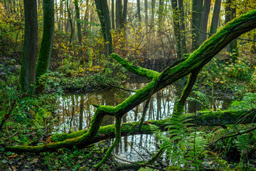 leśne rozlewisko. Jesień © Piotr Szpakowski