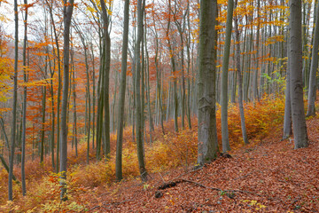 Warm colors in autumn beech forest with copper and yellow leaves. Overcast weather. European beech forest in Czech Republic. Brown fallen leaves on the ground. Grey tree trunk. 