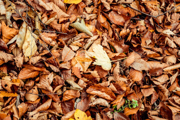 dried leaves walking in the forest