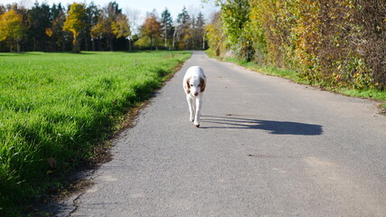 Bretonenspaniel Setter Mix Tomtom trottet lustlos einen Wanderweg bei Sonne entlang