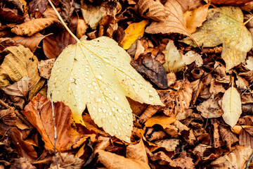 dried leaves walking in the forest