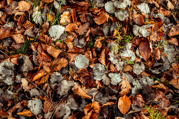dried leaves walking in the forest