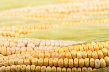 Selective focus. Rows of corn cobs with leaves.