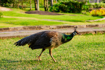 Obraz premium Pavão fêmea no parque