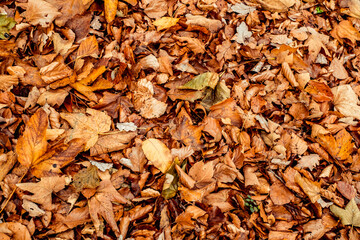 dried leaves walking in the forest