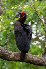 Bucorve du Sud, Grand calao terrestre, Bucorvus leadbeateri, Southern Ground Hornbill