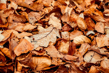 dried leaves walking in the forest