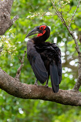 Bucorve du Sud, Grand calao terrestre, Bucorvus leadbeateri, Southern Ground Hornbill