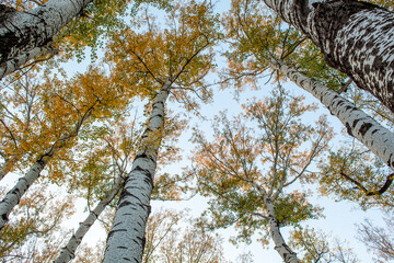 Fototapeta premium Birch branches holding the sky, autumn foliage