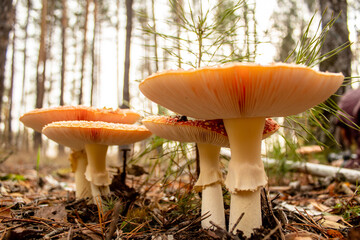 
Amanita in autumn forest