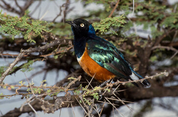 Choucador superbe,.Lamprotornis superbus, Superb Starling
