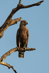 Circaète brunn.Circaetus cinereus, Brown Snake Eagle