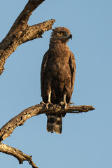 Circaète brunn.Circaetus cinereus, Brown Snake Eagle