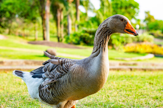 Ganso Images – Browse 9,407 Stock Photos, Vectors, and Video | Adobe Stock