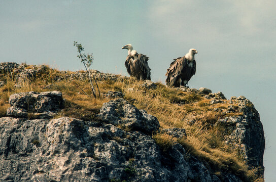 Vautour fauve,.Gyps fulvus, Griffon Vulture