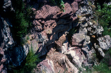 Vautour fauve, nid,.Gyps fulvus, Griffon Vulture