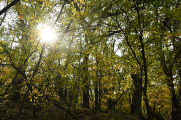 Enchanting view of the sun peeking through the trees in the forest on a sunny spring day