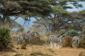 Obraz premium Zébre de Grant, Equus burchelli grant, Parc national de Masai Mara, Kenya