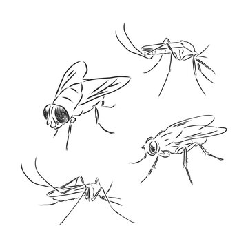 Vector collection of various positioned doodle flies and mosquitoes. fly mosquito vector sketch illustration