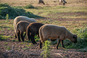Fototapeta premium different color sheep grazing in line