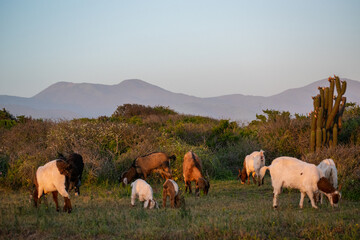 goats grazing on sunset light