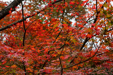 red maple 