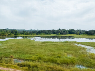 Fototapeta na wymiar View of greenfields in a swampy area near a forest