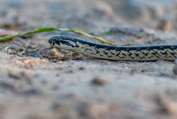 Chilean long tail snake sunbathing on the sunset