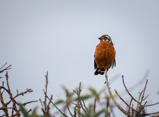 Phytotoma male bird standing on top of a branch