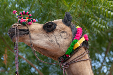 Decorated Dromedary Camel with Indian flag on Bikaner Camel Festival in Rajasthan, India