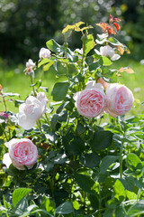 pink english roses in the garden on a green blurred background