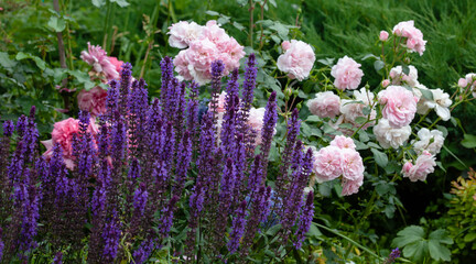 pink roses with blue sage in the garden on a green blurred background
