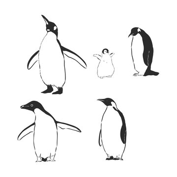 Penguin animal icon. penguin vector sketch illustration