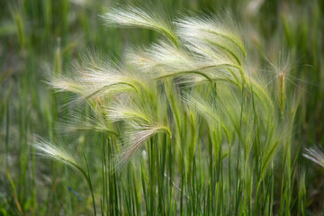 Green grasses blowing in the wind